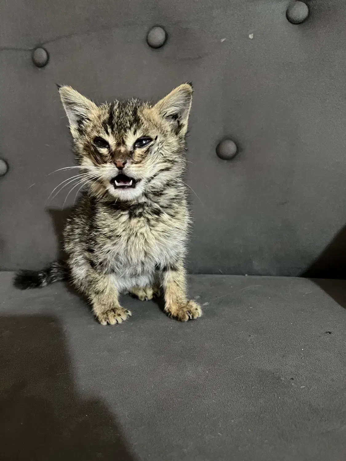 واگذاری بچه گربه|گربه|کرج, فاز ۳ گوهردشت|دیوار