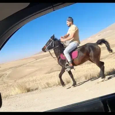 اسب کرد|اسب و تجهیزات اسب‌سواری|ایجرود, |دیوار