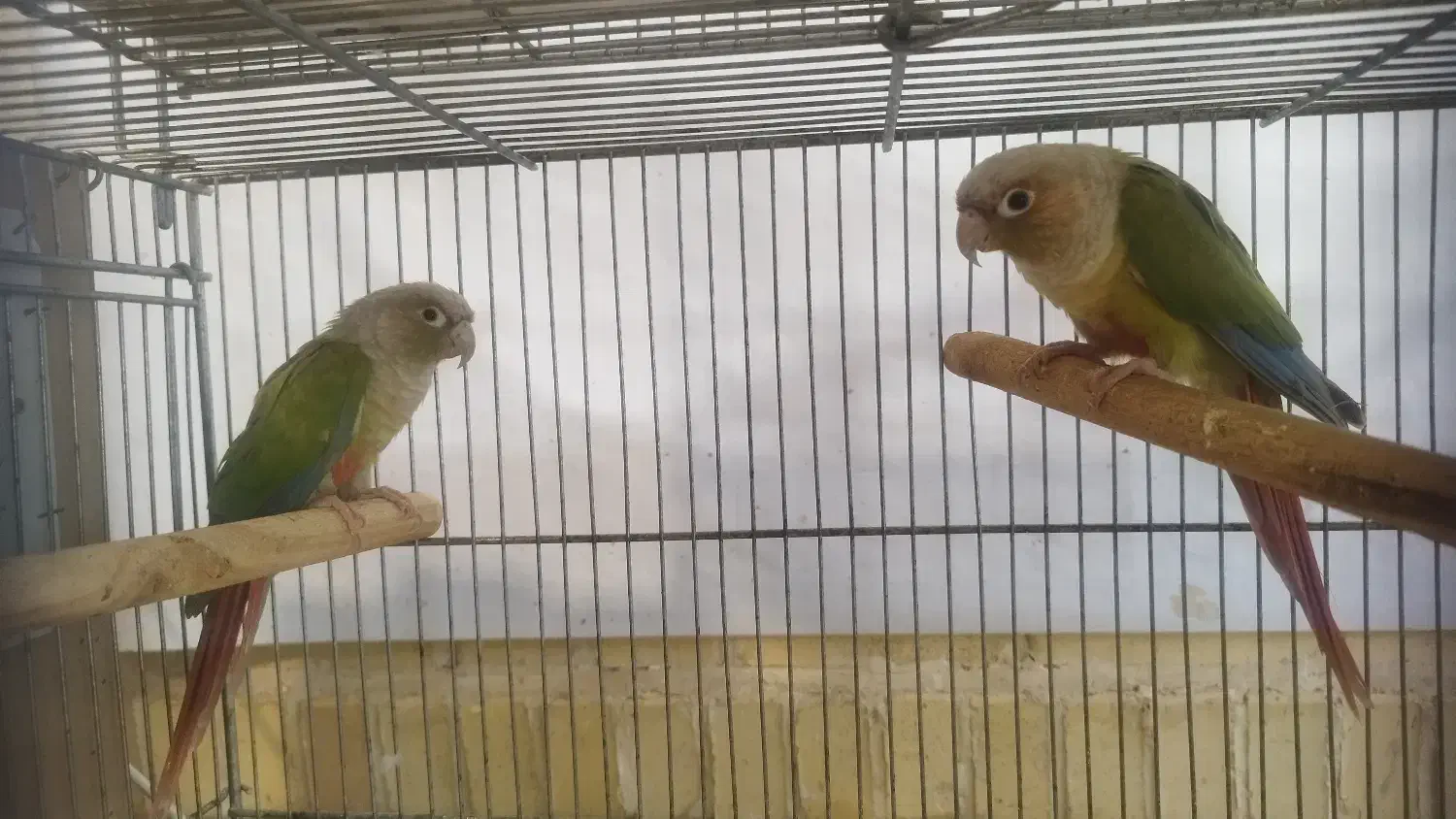 فروش طوطی گرینچیک و کوتوله|پرنده|بروجن, |دیوار