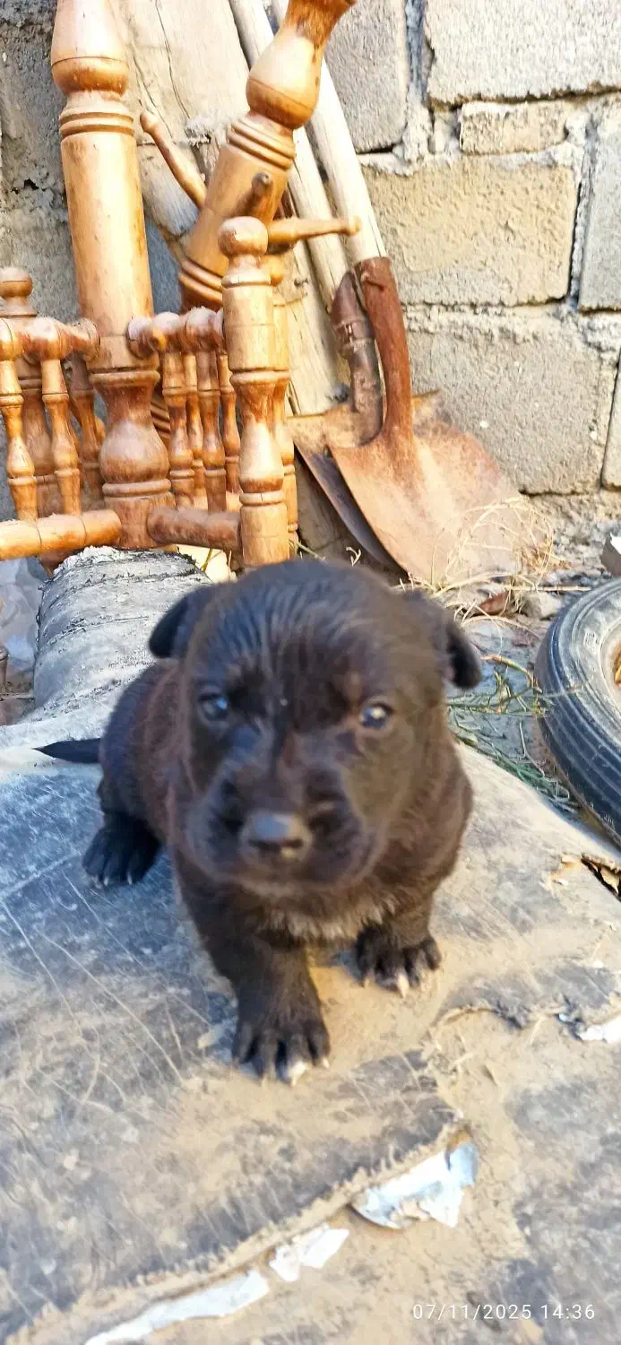 واگذاری|سگ|بجنورد, |دیوار