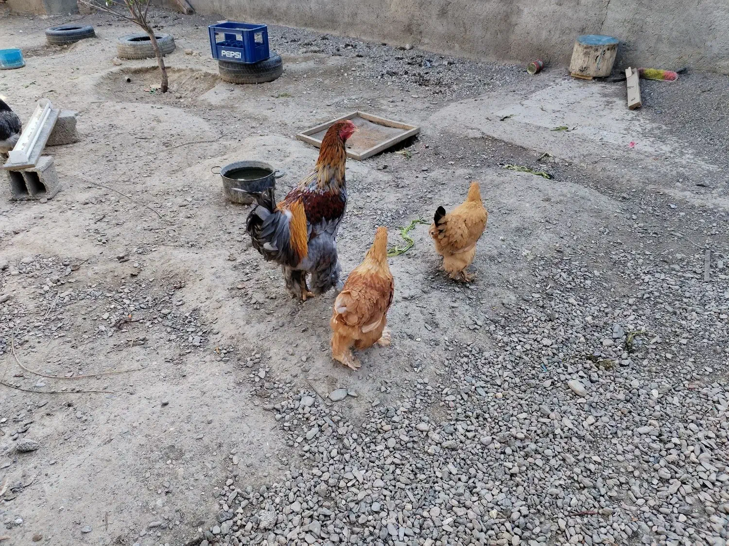 مرغ|حیوانات مزرعه|مشهد, گرجی علیا|دیوار