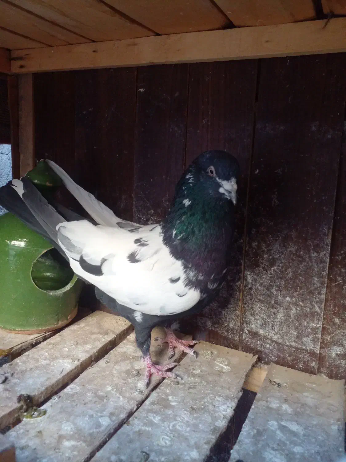 کفتر نر|پرنده|قم, نخودی|دیوار