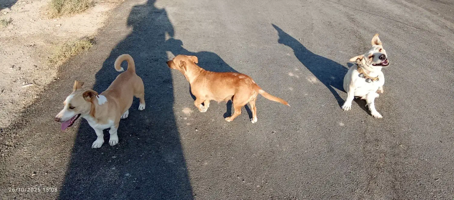 سگ جک راسل تریر شکاری|سگ|شیروان (خراسان), |دیوار