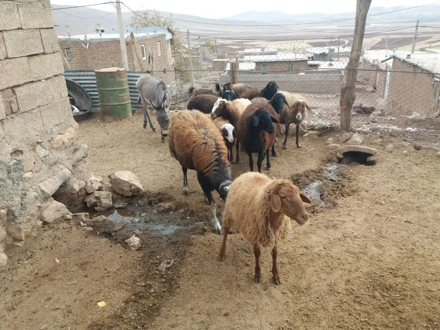 فروشی|حیوانات مزرعه|کنگاور, |دیوار