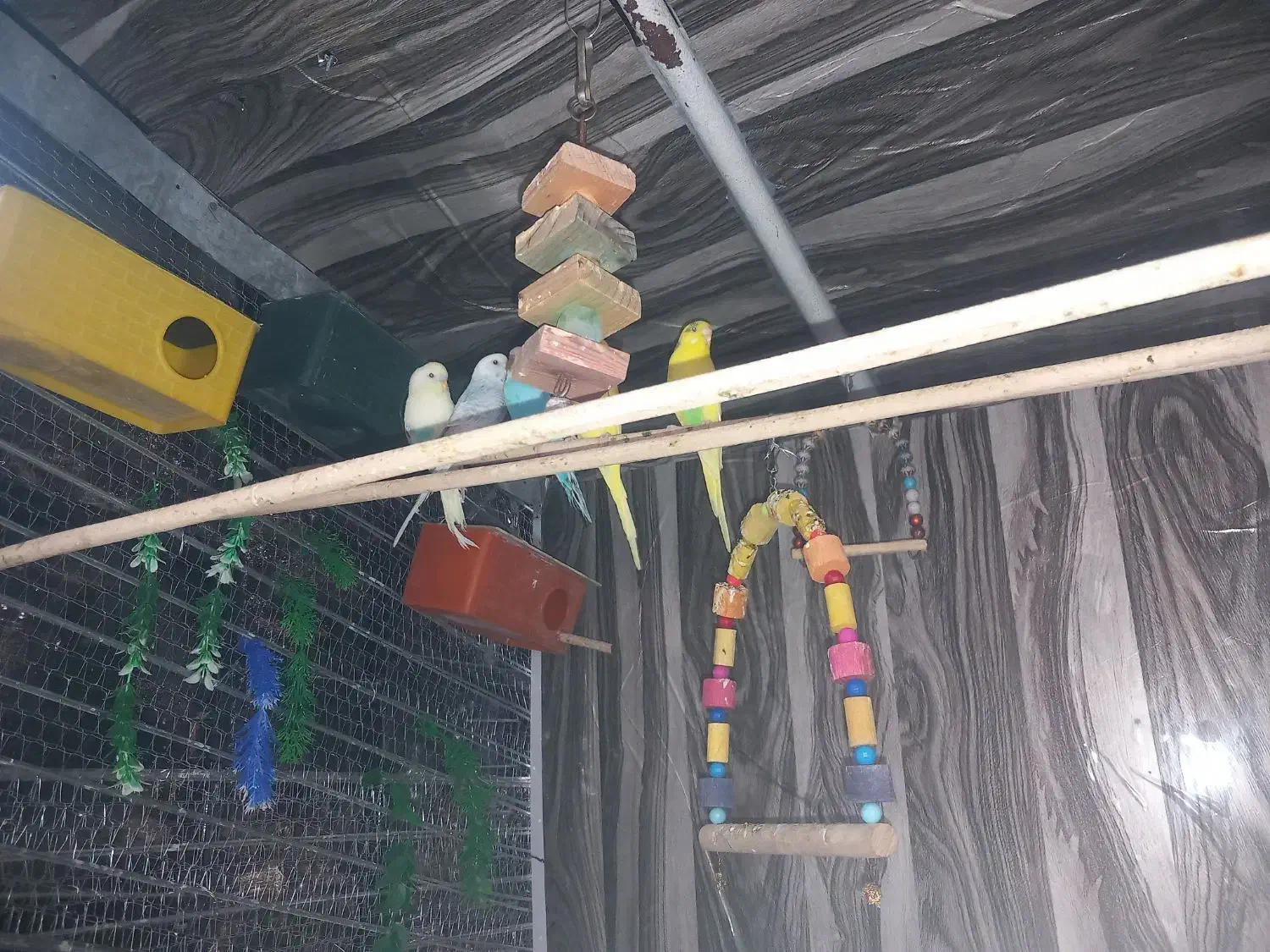 مرغ عشق جفتی 600هزارتومن|پرنده|پردیس, فاز ۸|دیوار