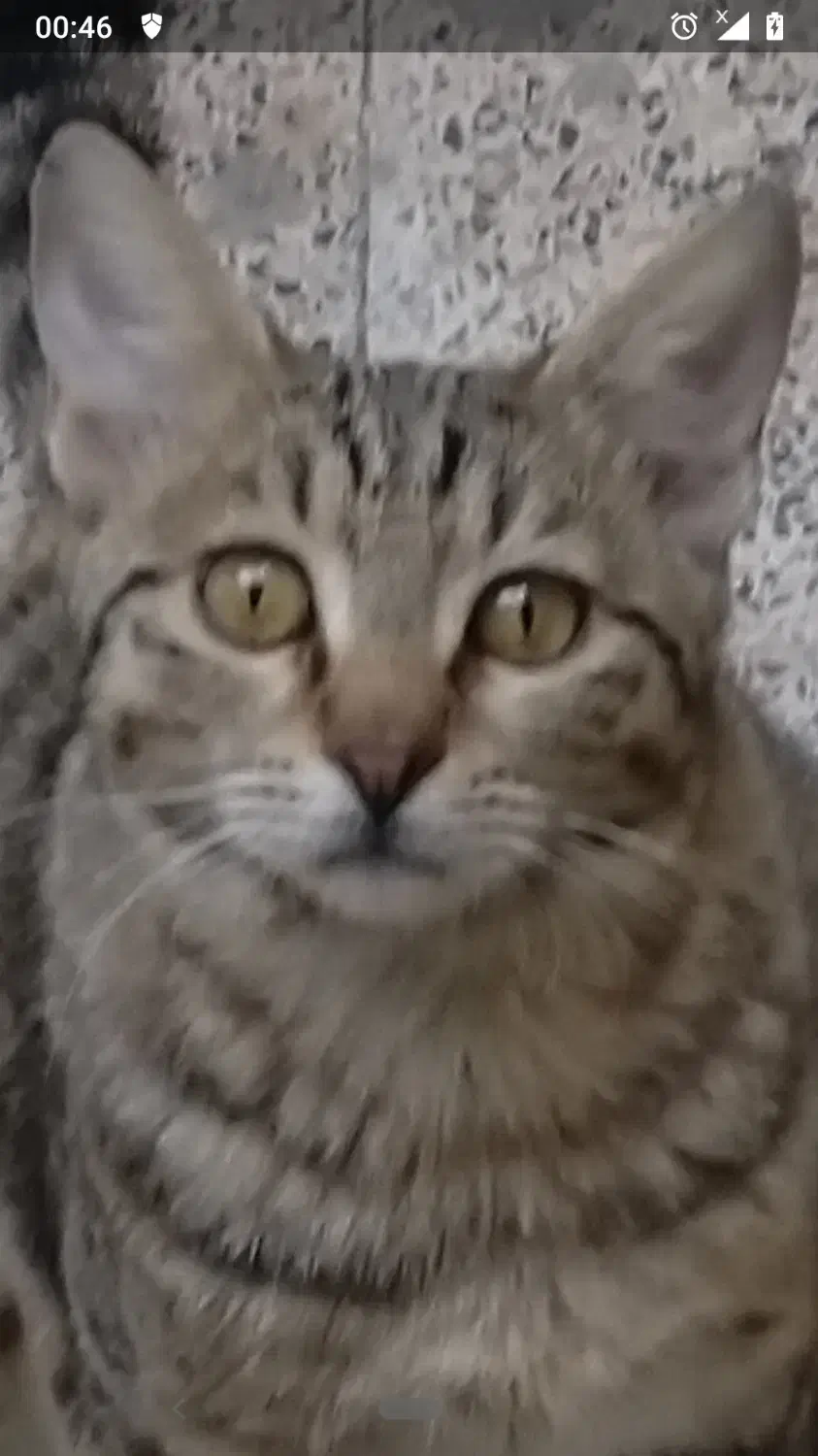 گربه گمشده|حیوانات|شیراز, آزادگان|دیوار