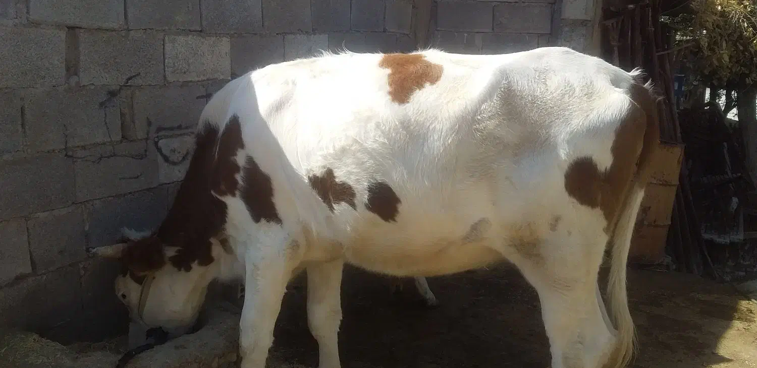 شنگول جوان|حیوانات مزرعه|اندیکا, |دیوار