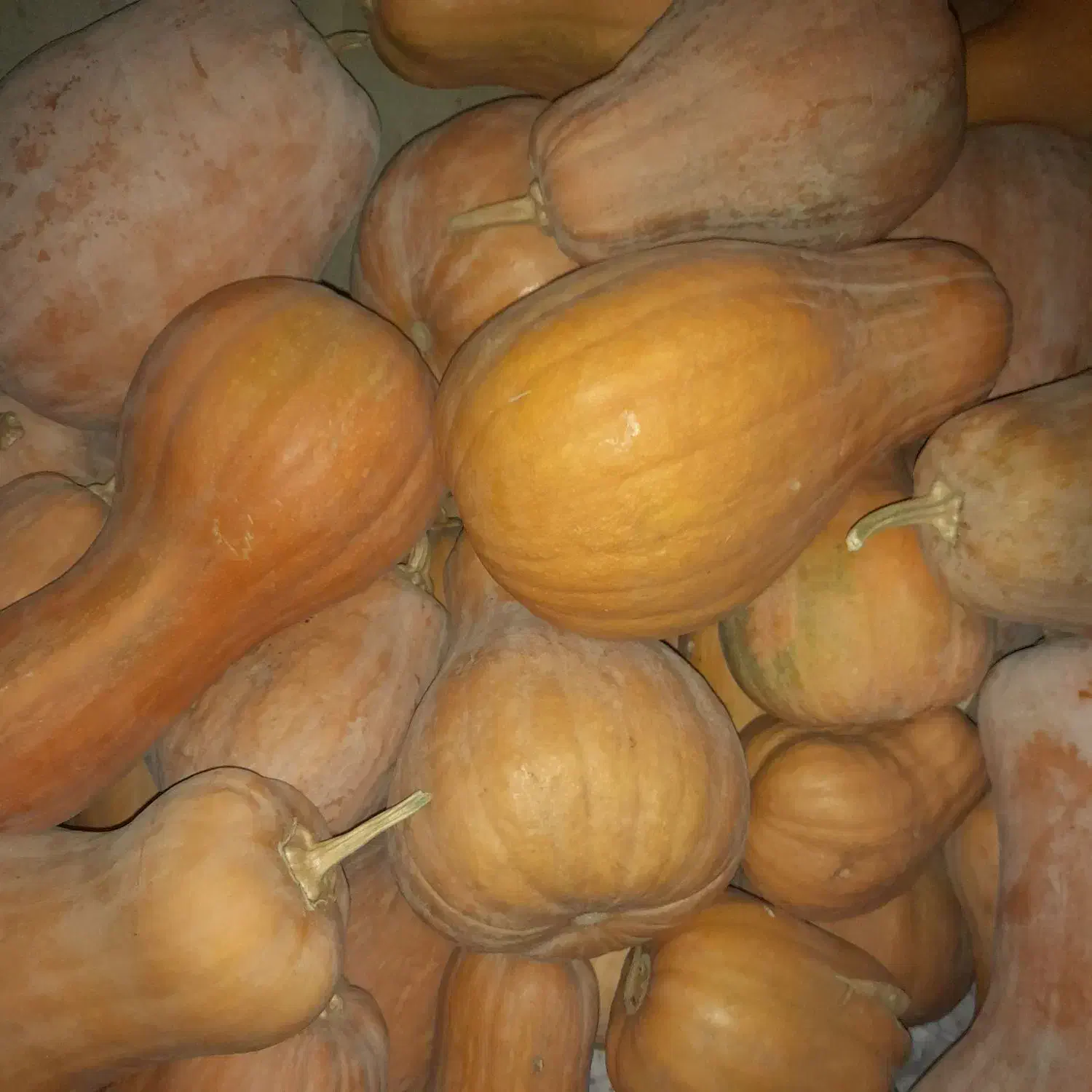 کدو حلوایی شیرین و عسل|خوردنی و آشامیدنی|خرمدره, |دیوار