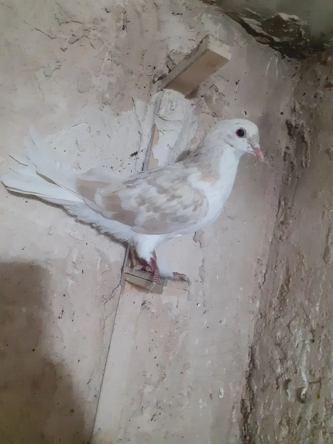 کفتر|پرنده|چناران, |دیوار