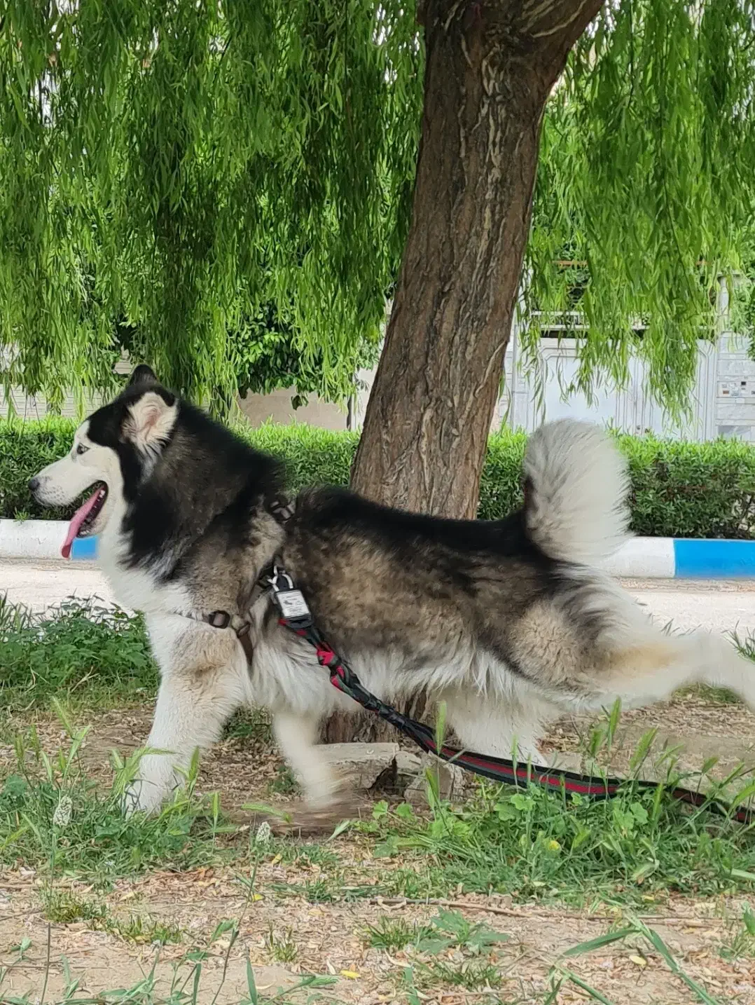 جفت گیری سگ|سگ|گنبد کاووس, |دیوار