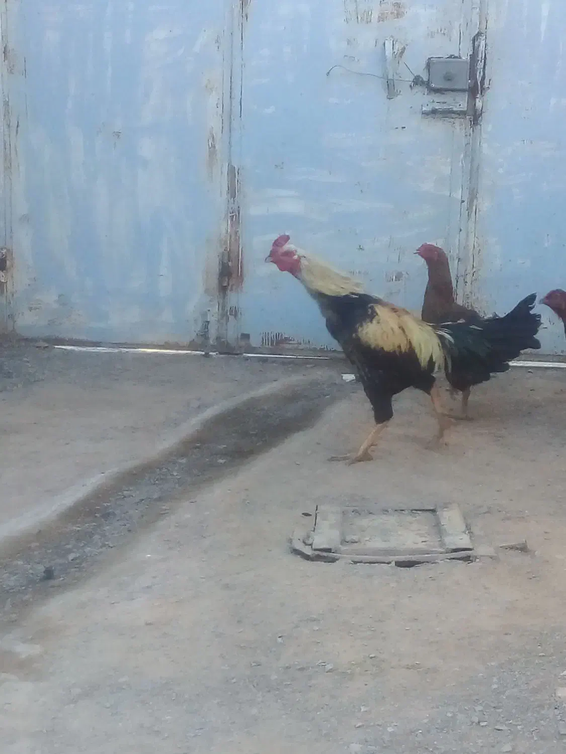 خروس لاری اصیل|حیوانات مزرعه|تربت جام, جلگه موسی آباد|دیوار