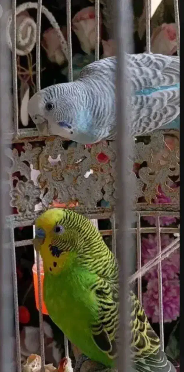 مرغ عشق|پرنده|بردسکن, |دیوار