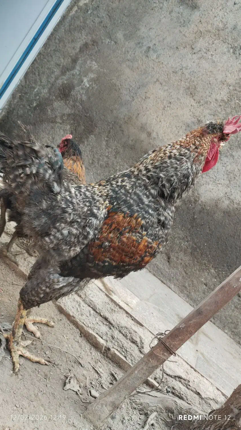 خروس|حیوانات مزرعه|زیرکوه, |دیوار