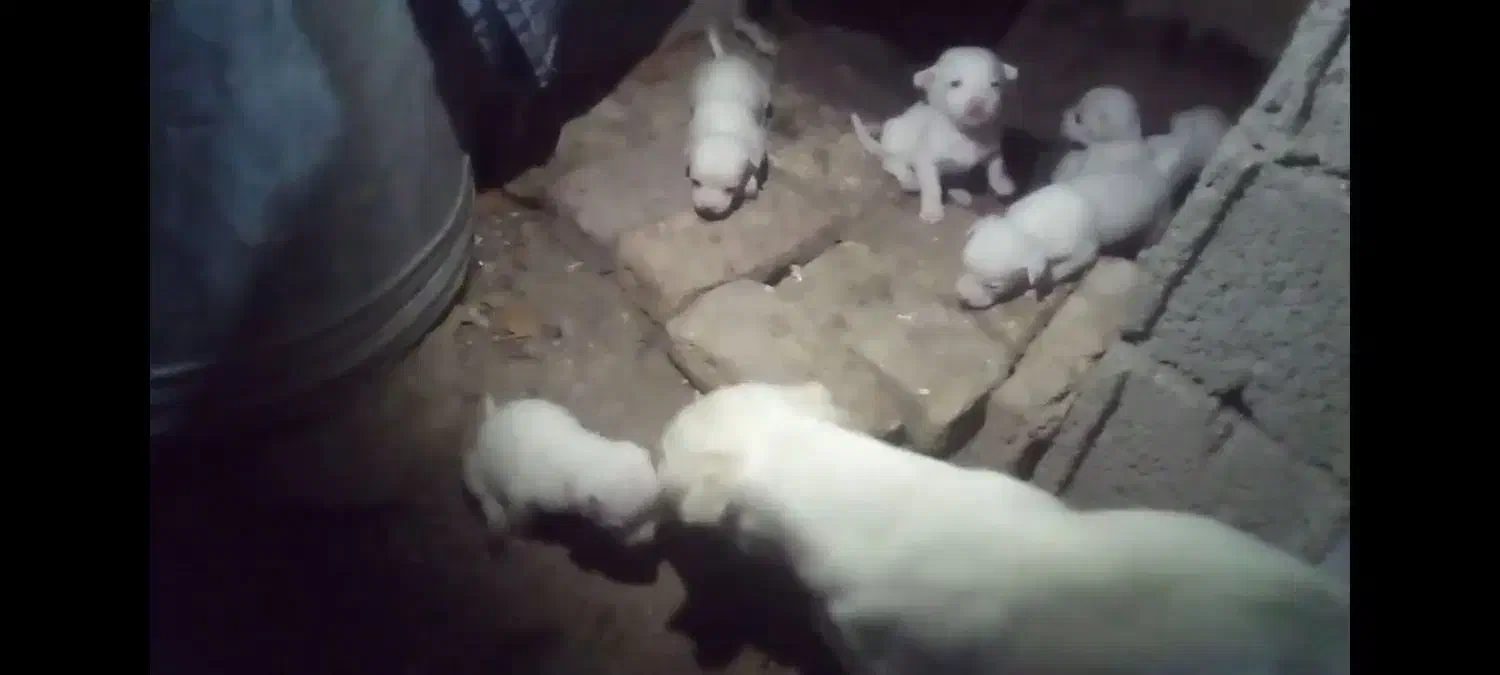 توله سگ|سگ|مشگین شهر, |دیوار