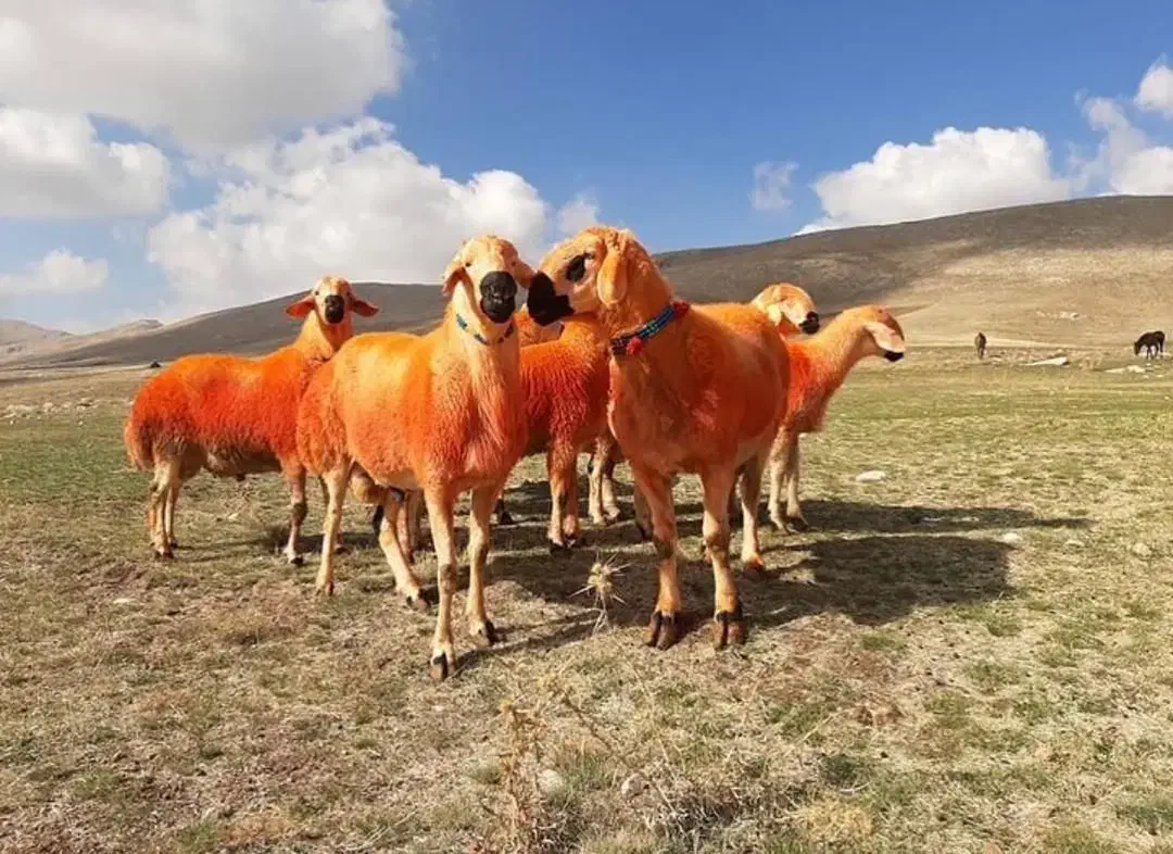 عید تاعید عرضه گوسفند بهداشتی طهران|حیوانات مزرعه|تهران, شهرک آزمایش|دیوار