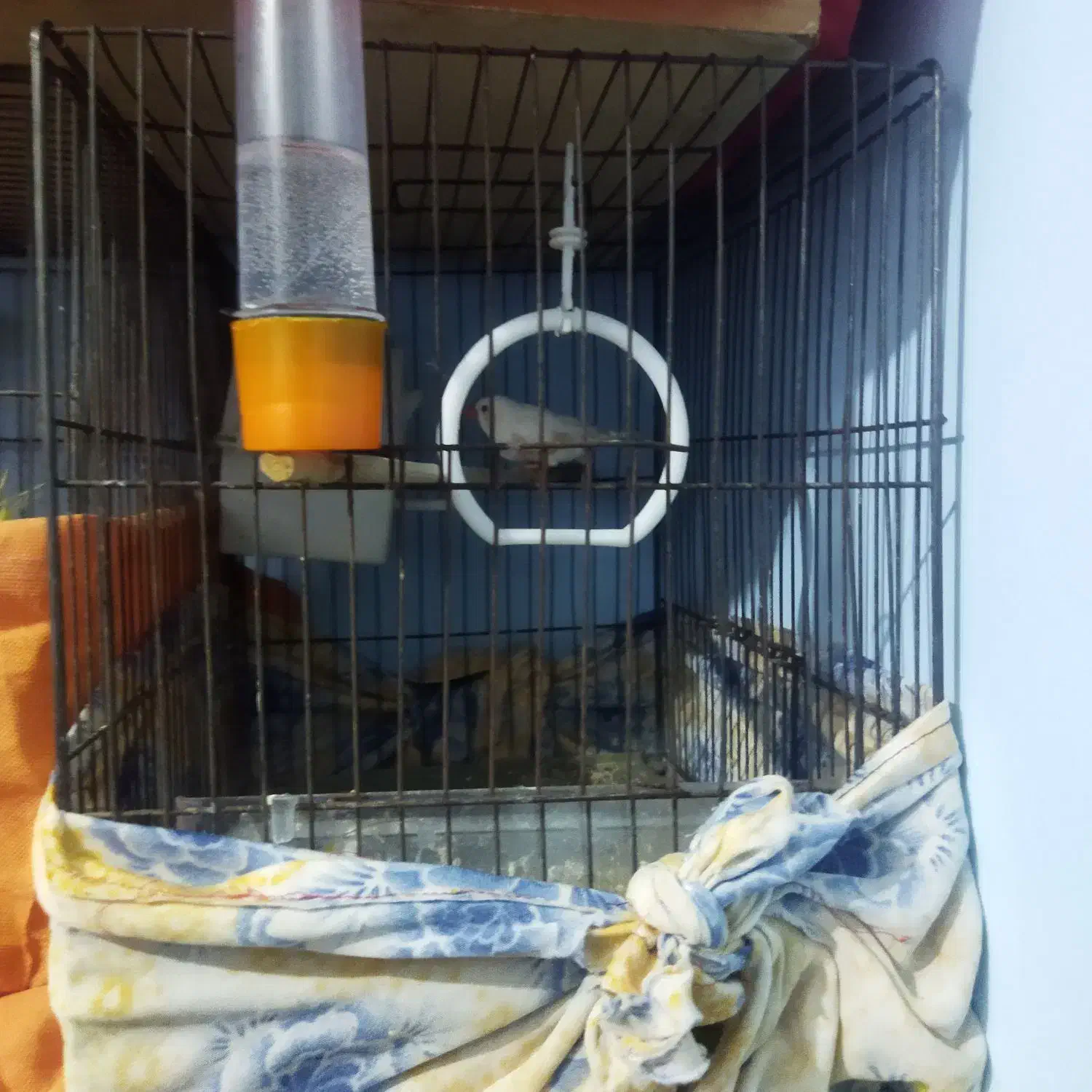 قفس و پرنده و لانه|پرنده|سمنان, |دیوار