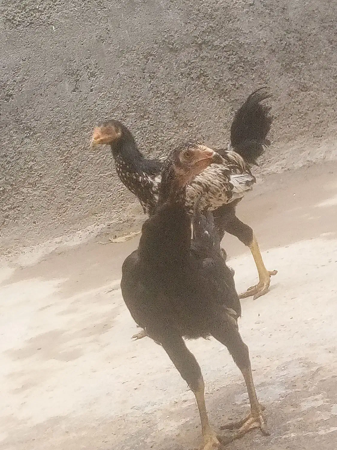 یه جفت جوجه لاری آس|حیوانات مزرعه|آشخانه, |دیوار