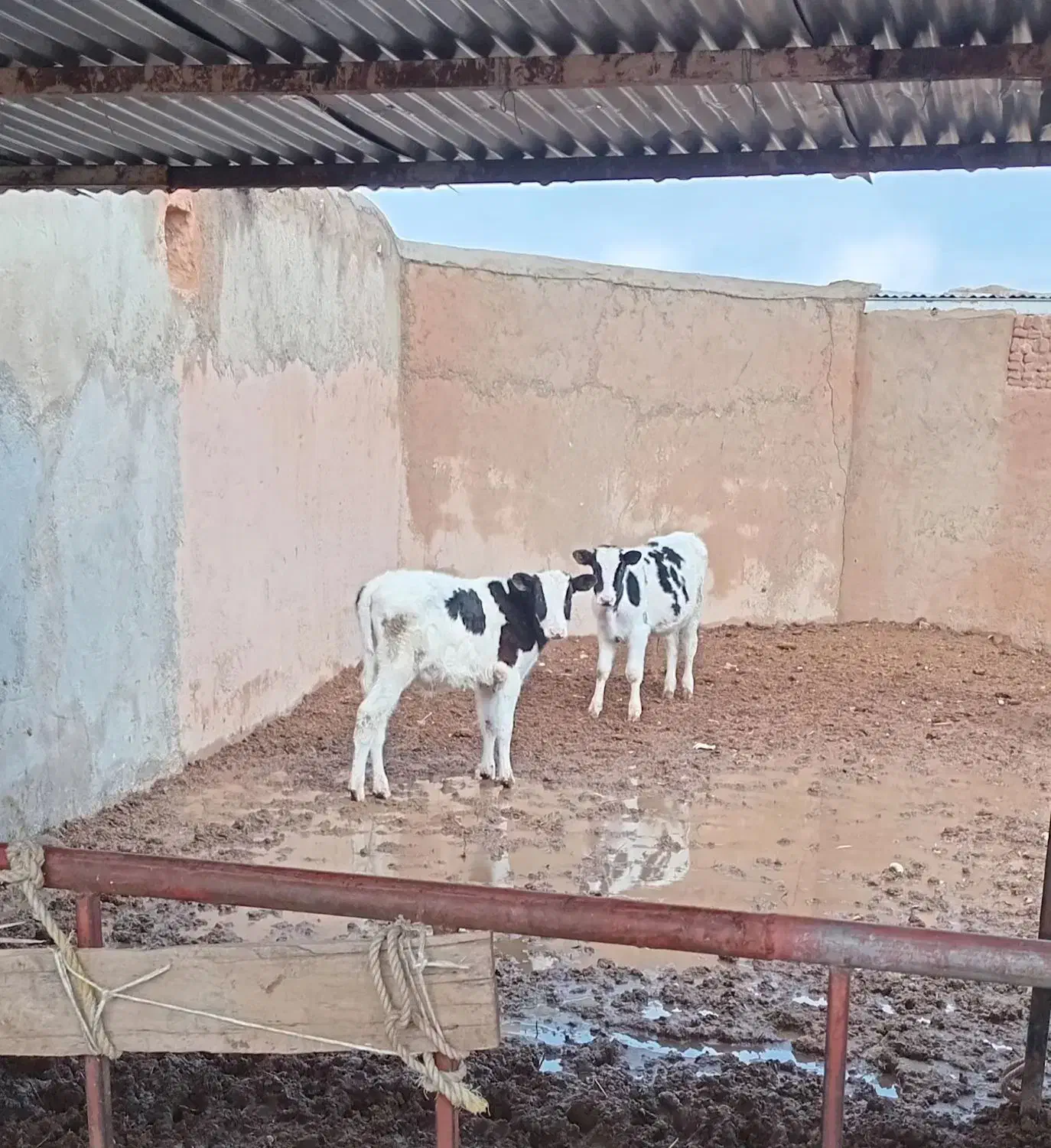 گوساله نر|حیوانات مزرعه|اسفراین, |دیوار