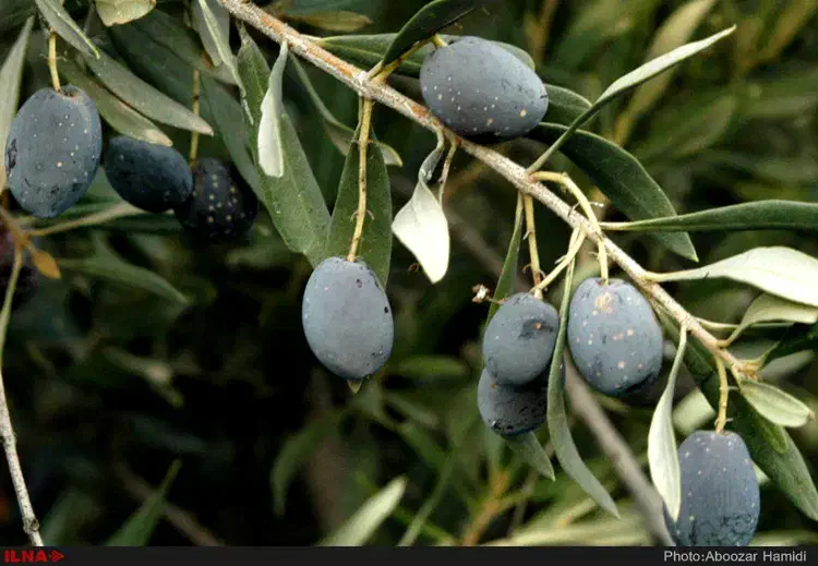 زیتون روغنی|خدمات باغبانی و درختکاری|سرپل ذهاب, |دیوار