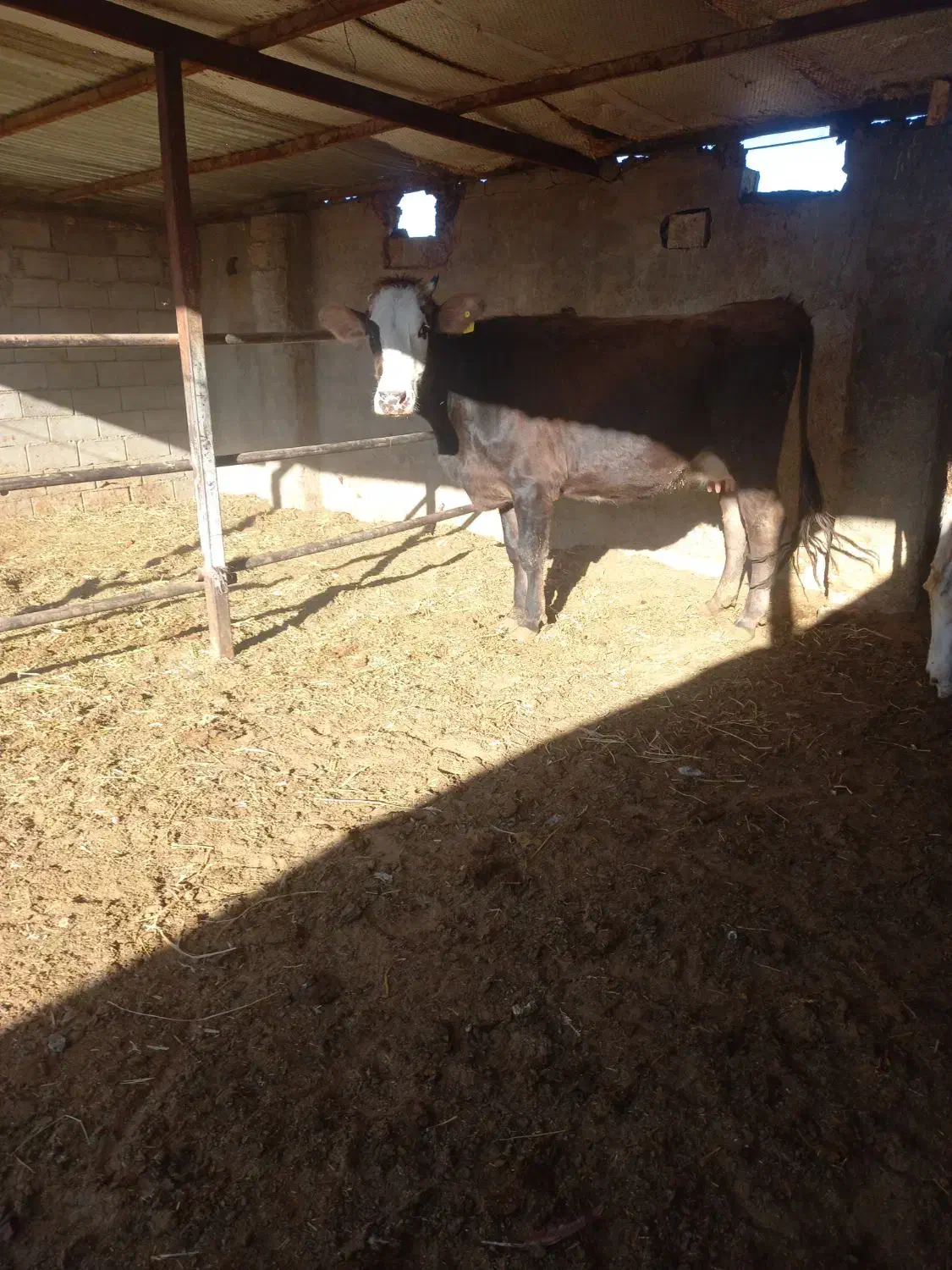 گاوشکم اول فروشی|حیوانات مزرعه|جغتای, |دیوار