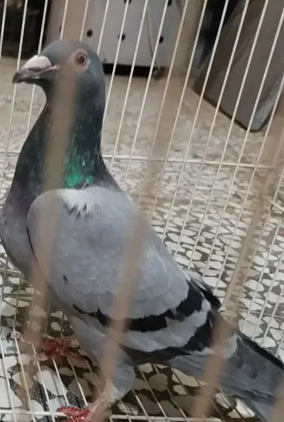 مجسمه کفت.ر|مجسمه، تندیس، ماکت|زابل, |دیوار