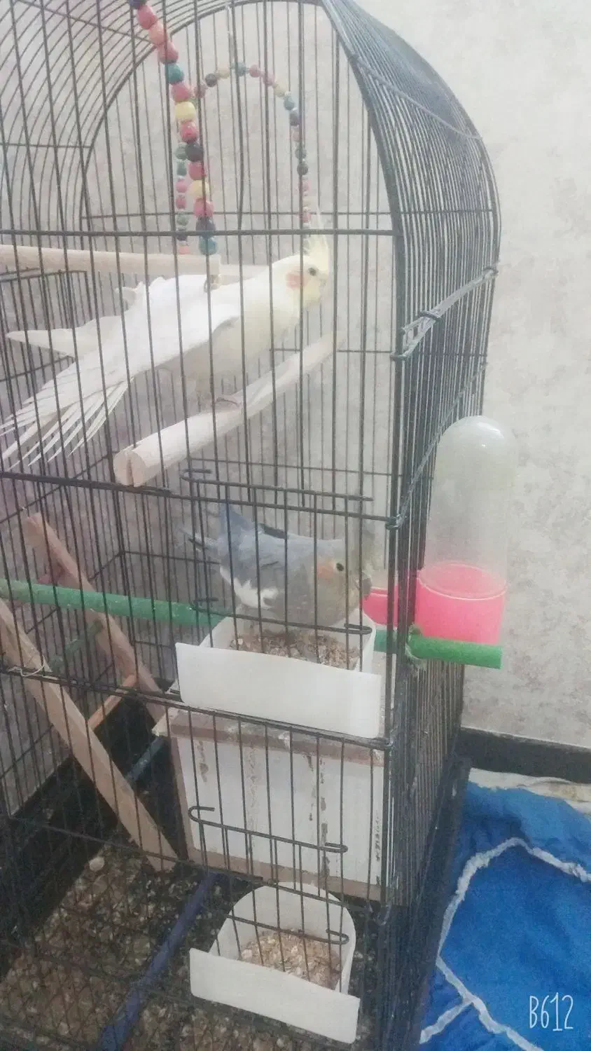 عروس هلندی|پرنده|فولادشهر, C3|دیوار