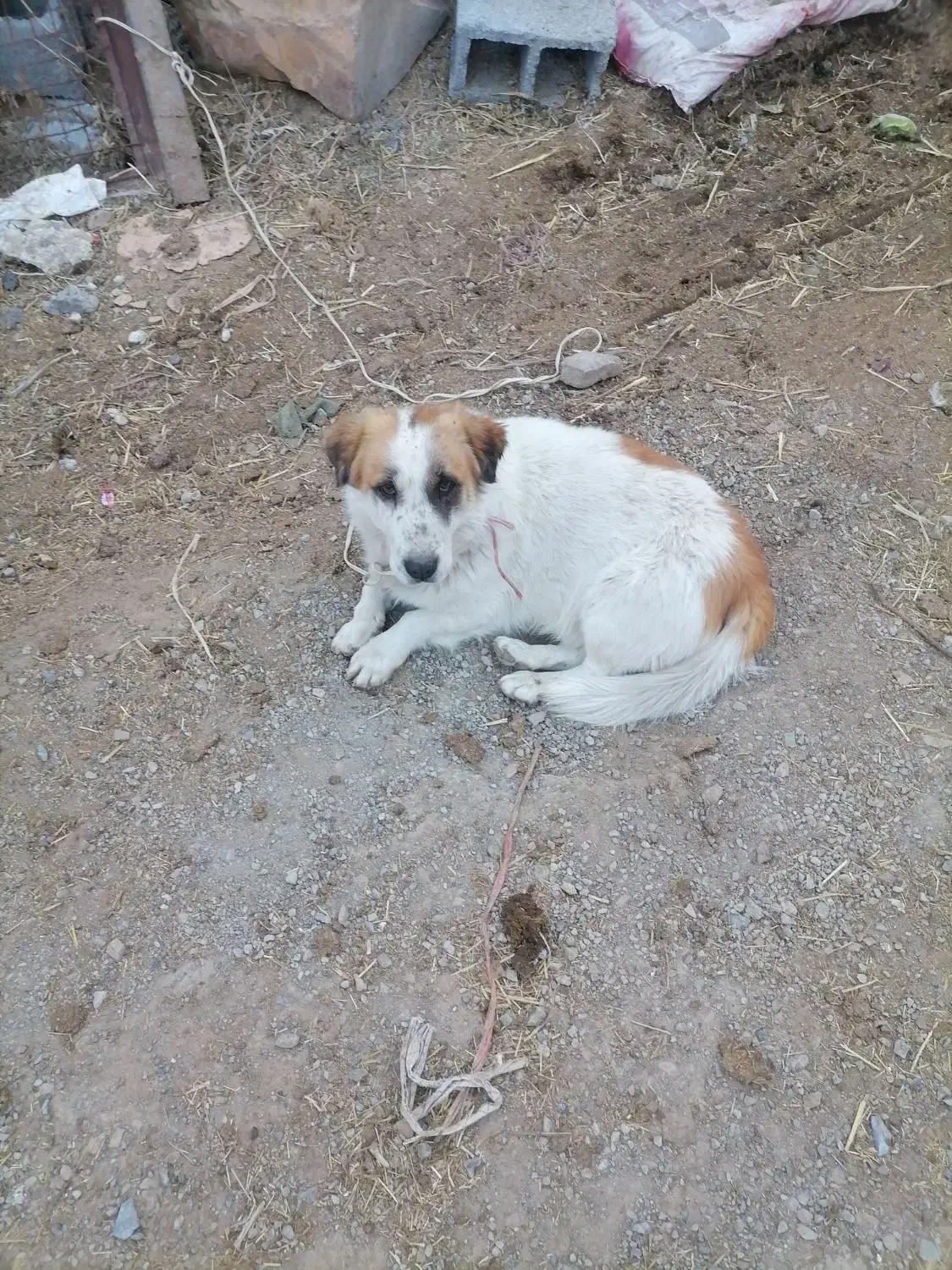 سگ پاکوتاه نرمفت|سگ|بیرجند, |دیوار