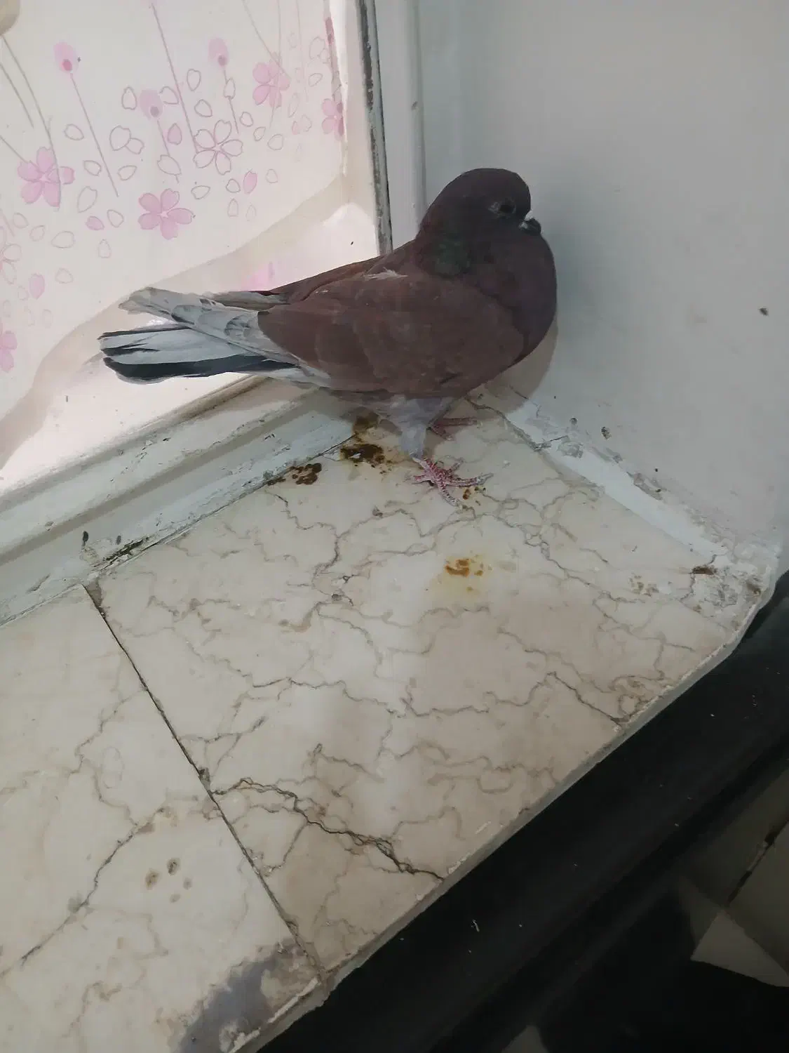 تعداد کفتر پرشی|پرنده|تهران, بهمن یار|دیوار