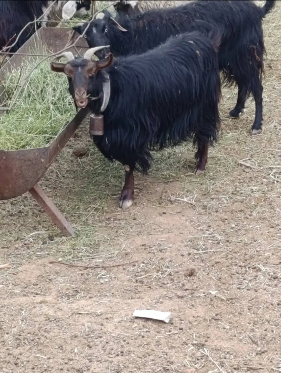 گوسفند|حیوانات مزرعه|آباده, |دیوار