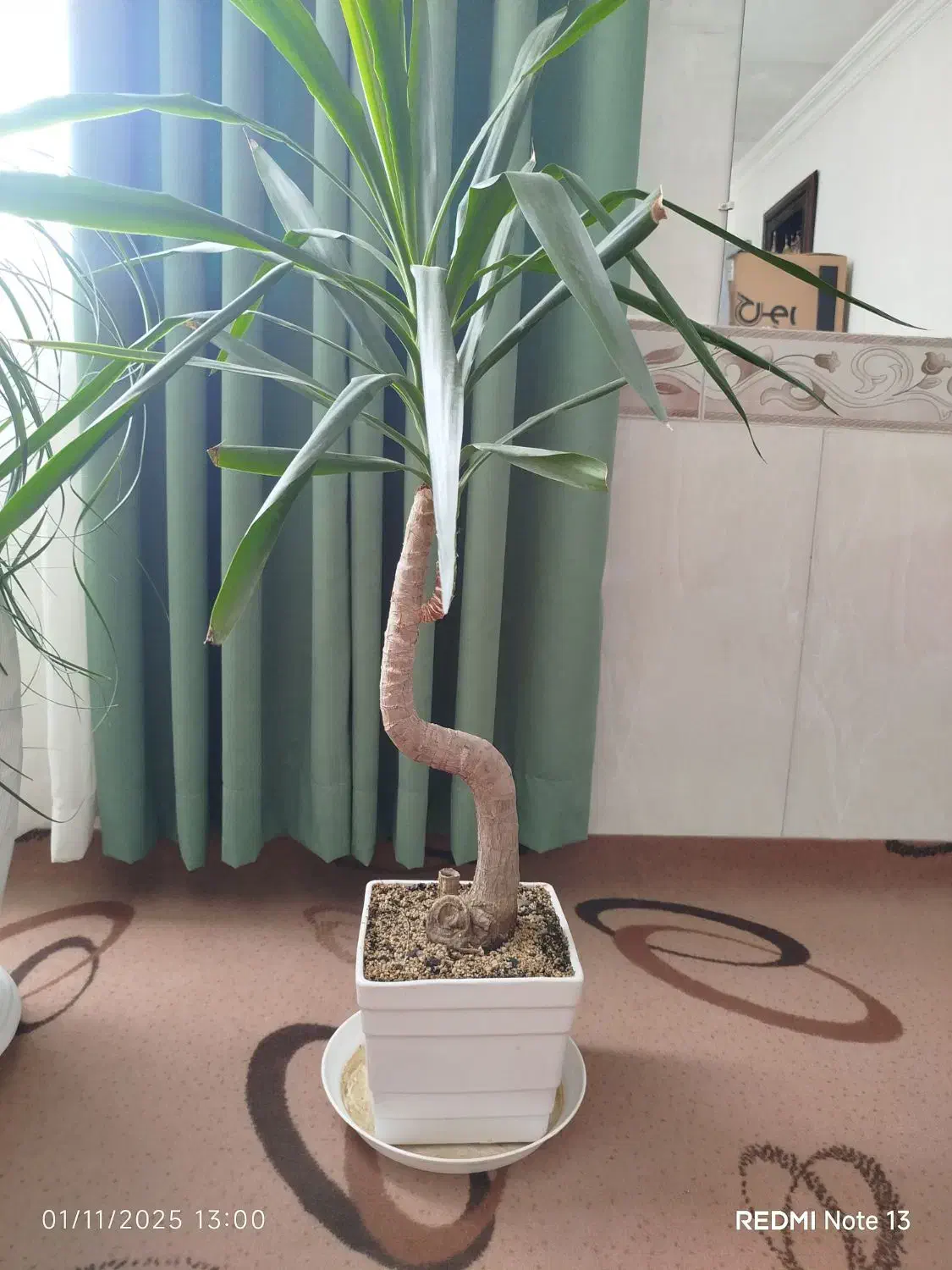 انواع گل|گل و گیاه طبیعی|مشهد, موعود|دیوار