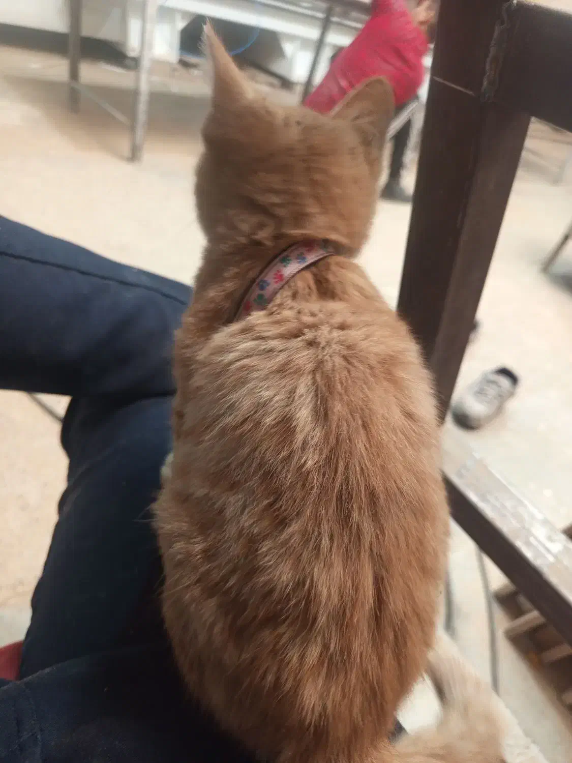 بچه گربه|گربه|ورامین, ورامین|دیوار