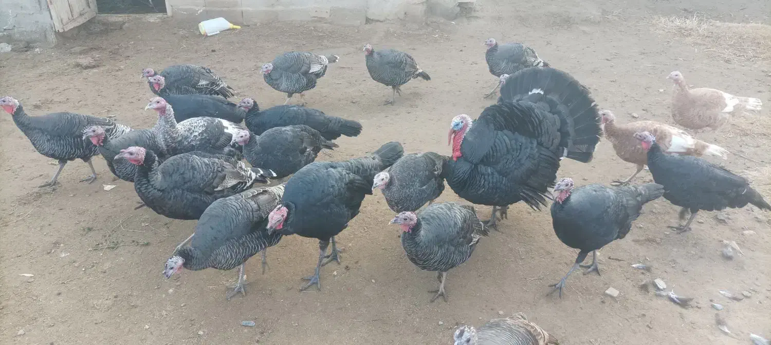 بوقلمون|حیوانات مزرعه|مهاباد (آذربایجان غربی), |دیوار