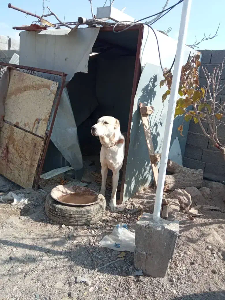 فروش سگ نگهبان|سگ|سیرجان, |دیوار