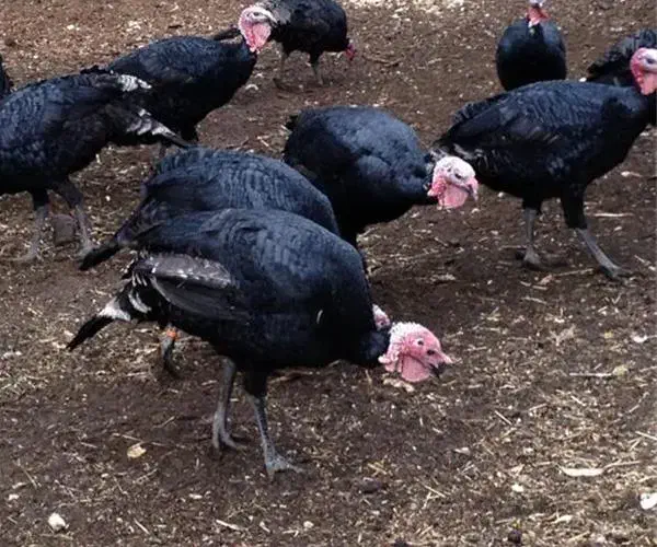 بوقلمون گوشتی طبیعی|حیوانات مزرعه|مشگین شهر, |دیوار