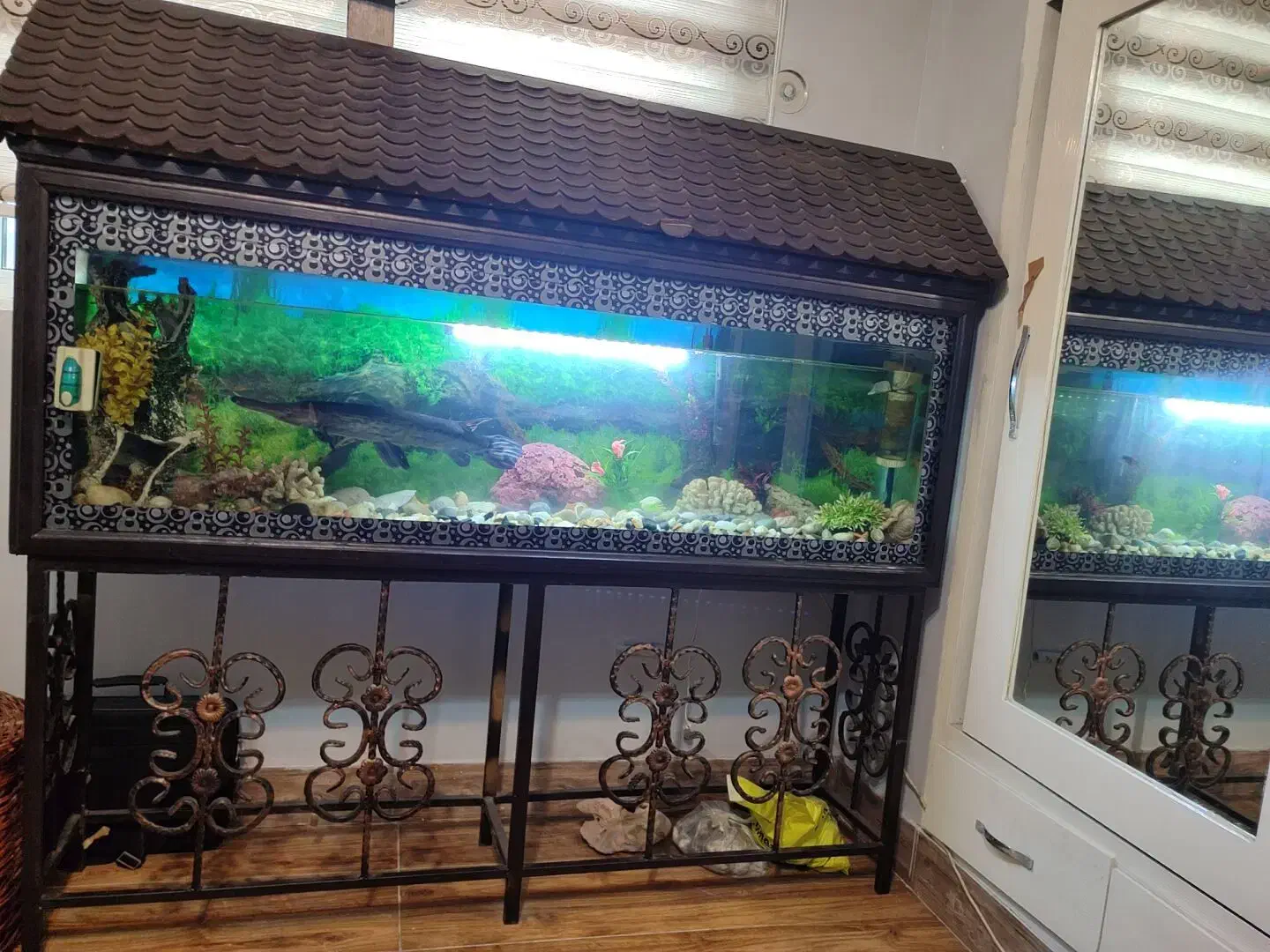 فروش یک آکواریوم 1/80*1/90 با ماهی بزرگ|ماهی|ساری, |دیوار