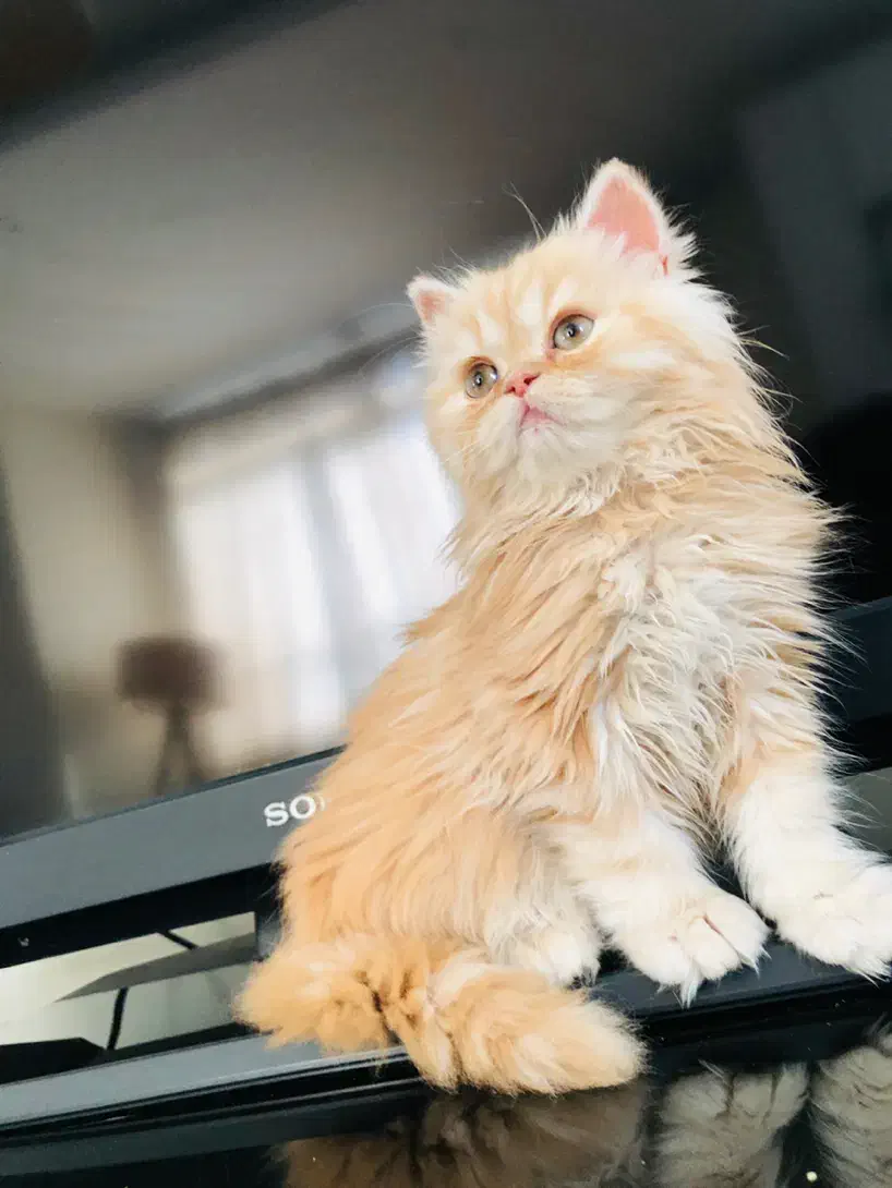 بریتیش مو بلند گارفیلدی کاراملی پسر بغلی ۱۲۵۰۰ ت|گربه|تهران, ستارخان|دیوار