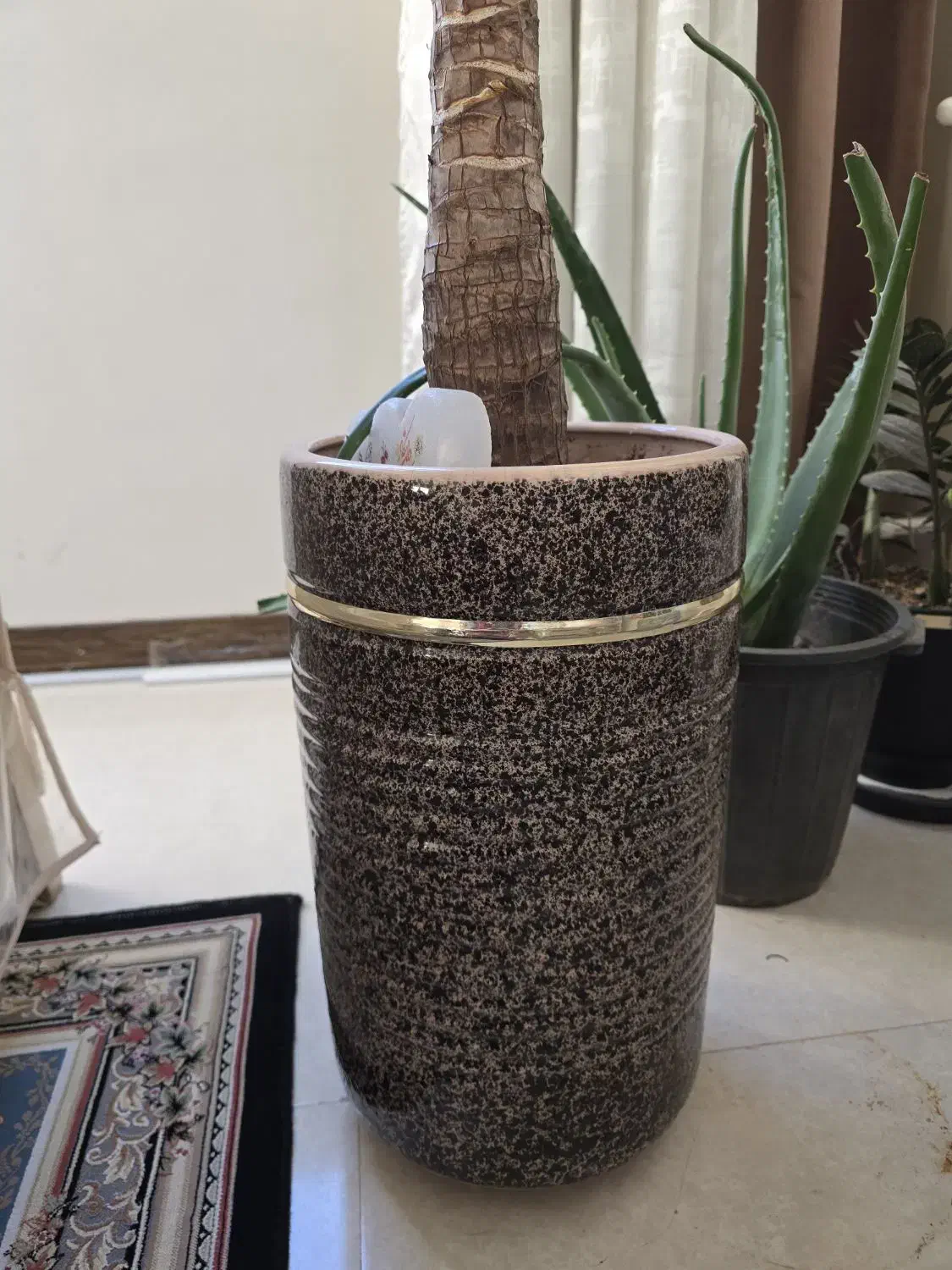 گل یوکا|گل و گیاه طبیعی|کرج, شاهین‌ویلا|دیوار