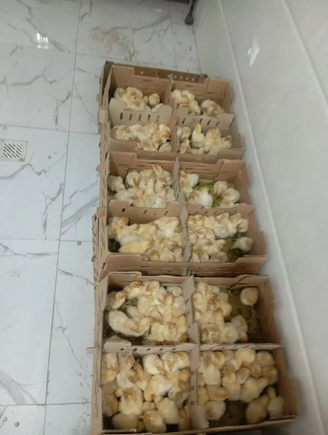 بیوتی 6|حیوانات مزرعه|تهران, شهرآرا|دیوار