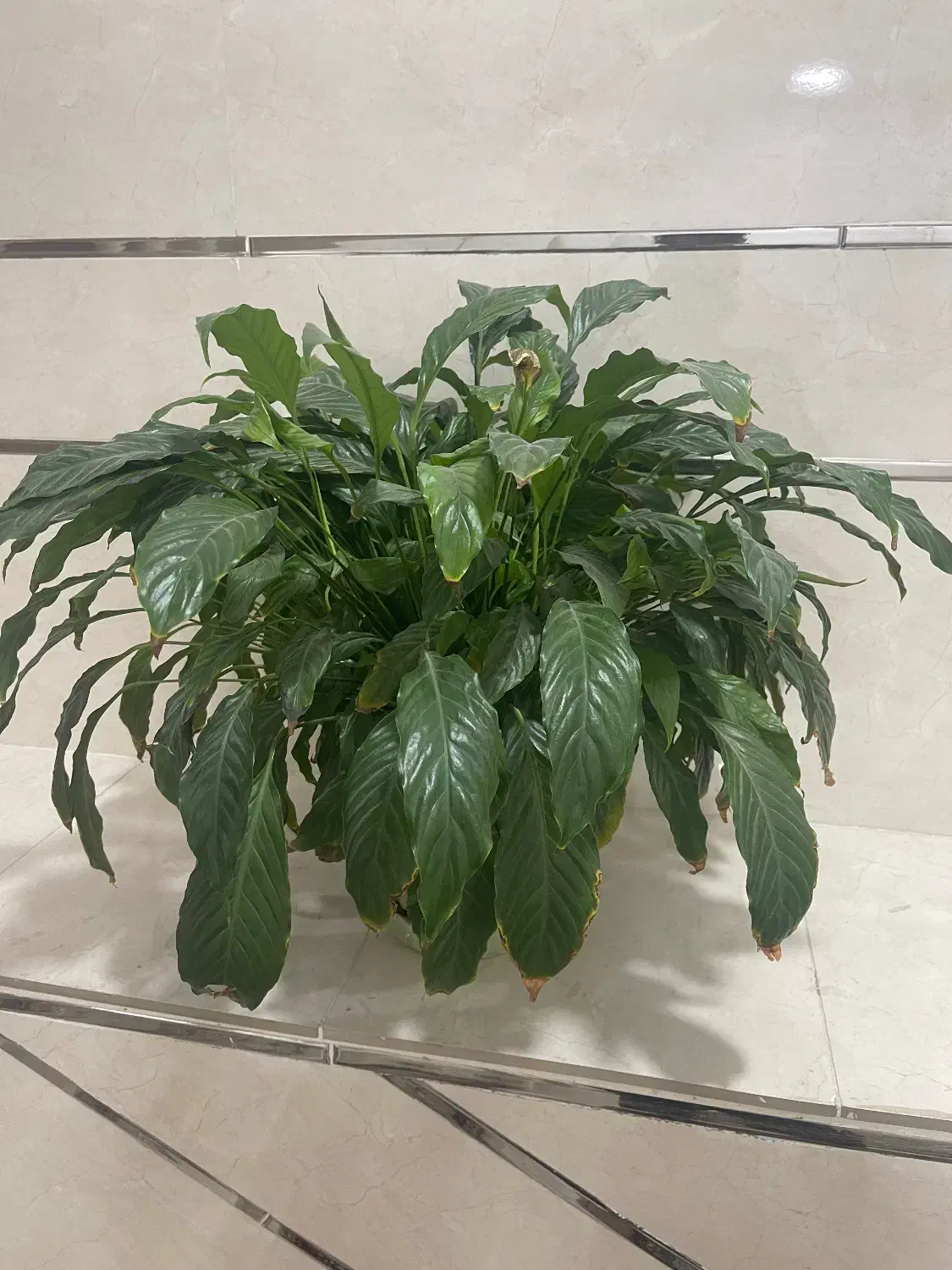 گل خانه|گل و گیاه طبیعی|بانه, |دیوار