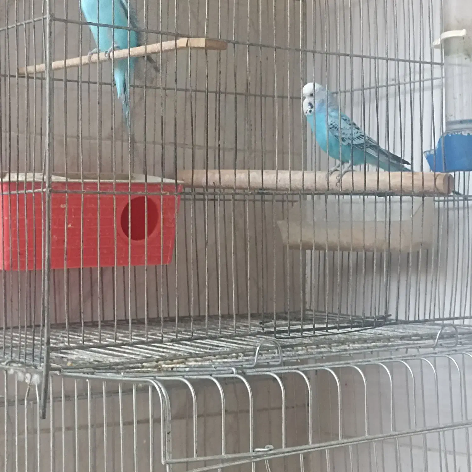 مرغ عشق و عروس هلندی|پرنده|مشکیندشت, |دیوار