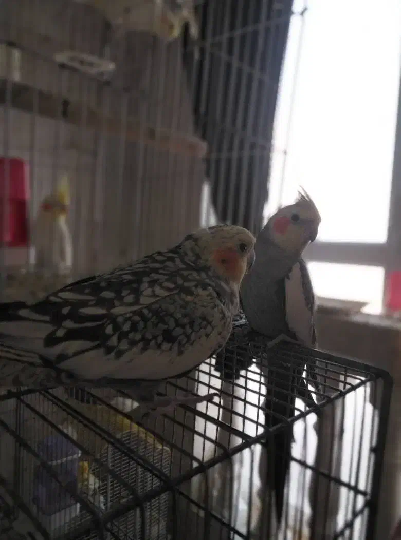 عروس هلندی|پرنده|فردیس, فردیس|دیوار