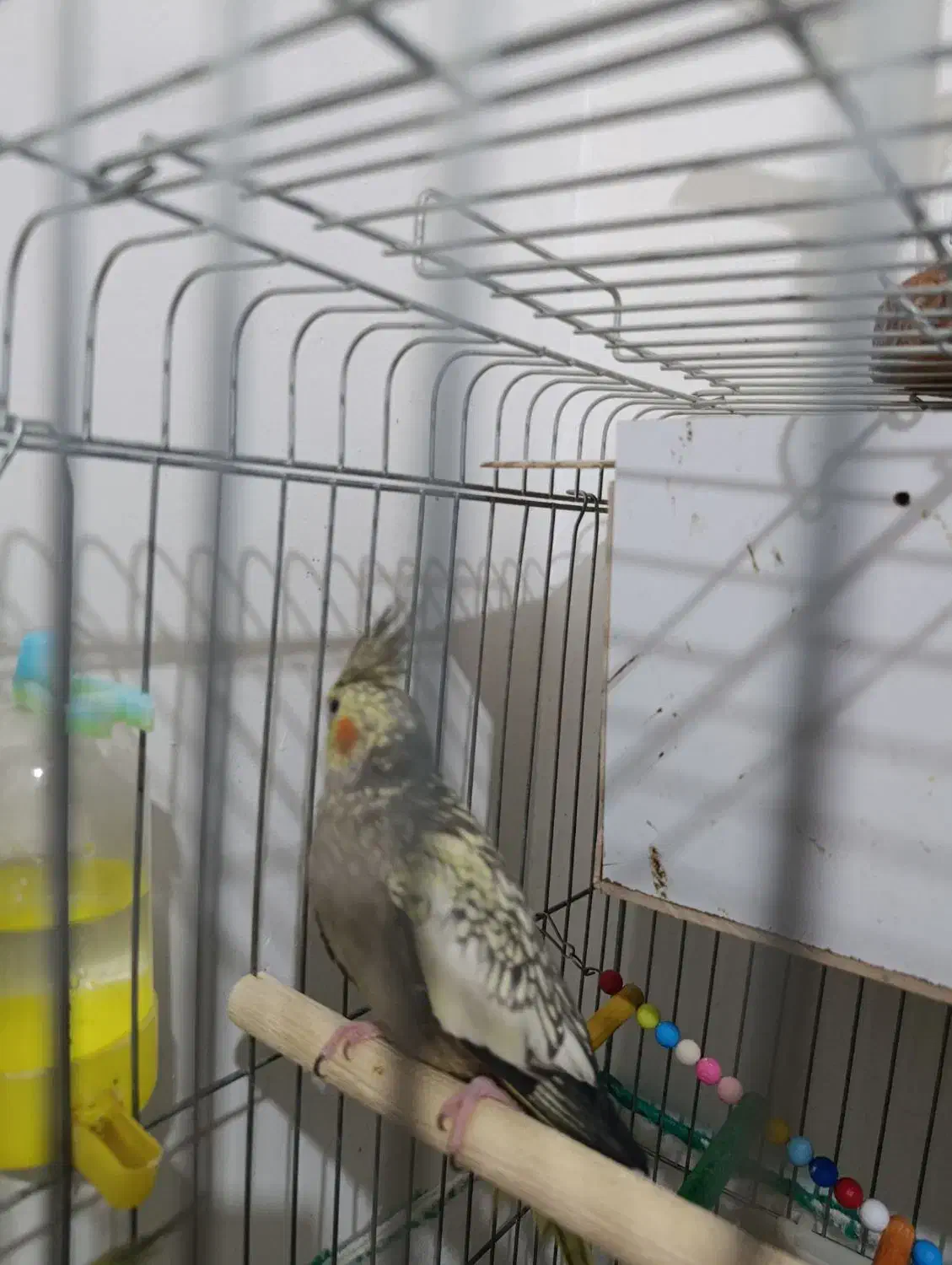 عروس طوطی|پرنده|قزوین, |دیوار