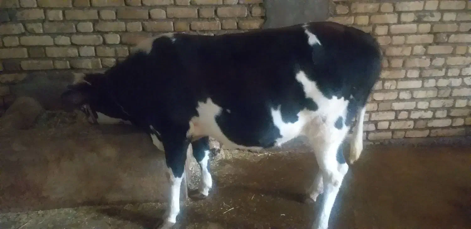 گاو تلیسه ۴ماه آبستن|حیوانات مزرعه|دینور, |دیوار