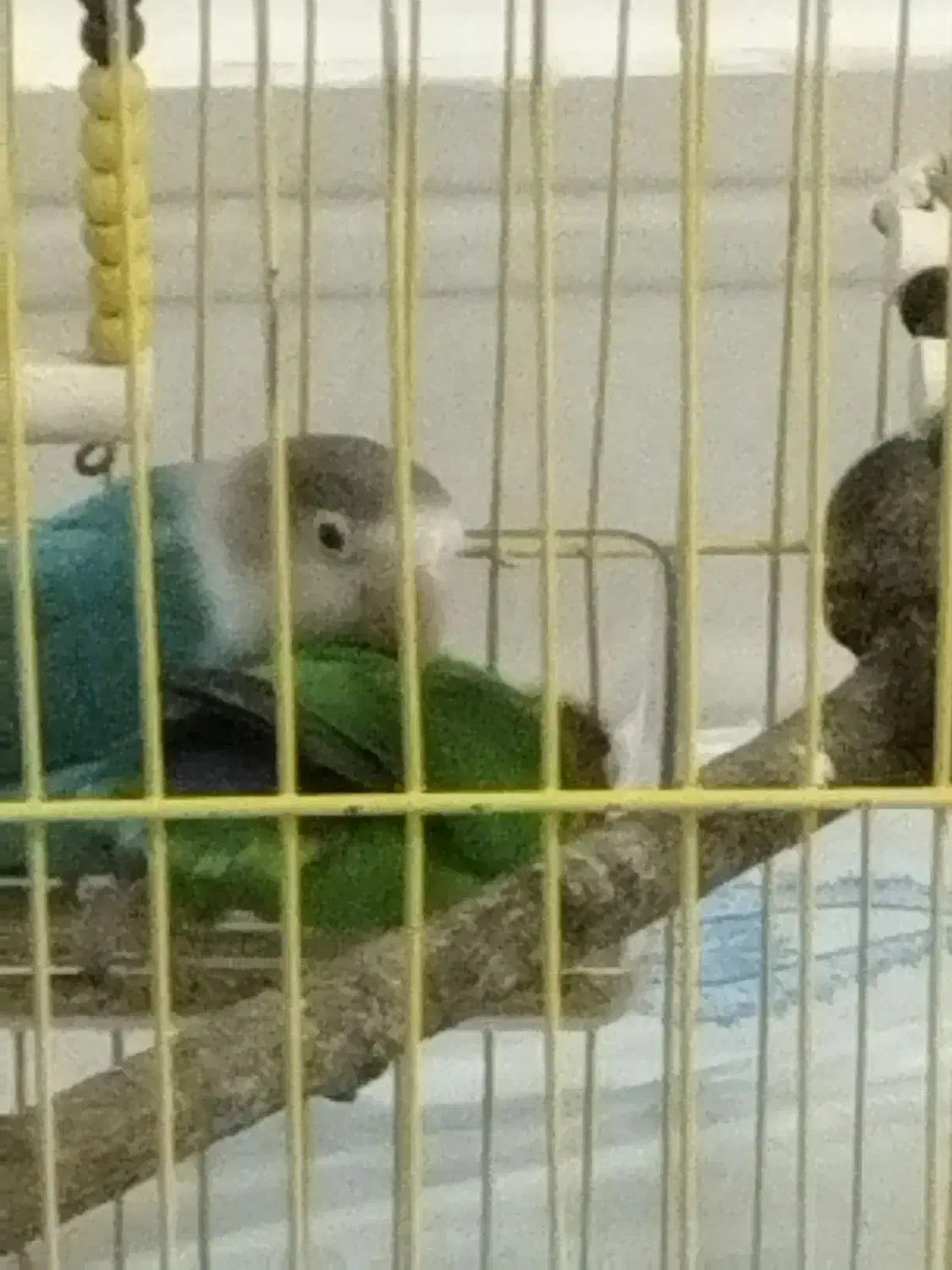 گمشده|حیوانات|بندر گناوه, |دیوار