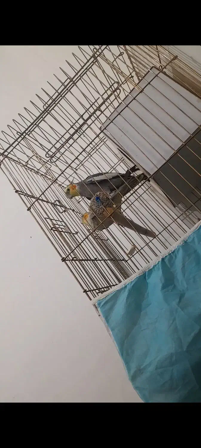 یک جفت عروس مولد با تخم|پرنده|نیشابور, شهید بهشتی|دیوار