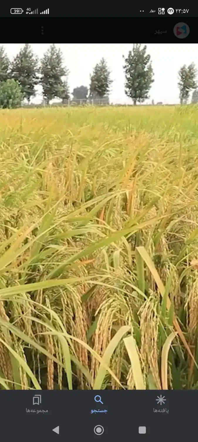 برنج محلی فروش فوری|خوردنی و آشامیدنی|دورود, |دیوار