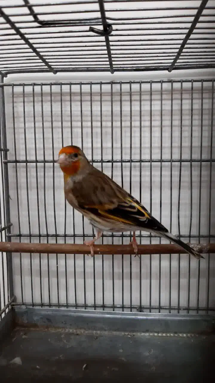 سهره قناری ماده سرخ ، جوان و زیبا|پرنده|تهران, نازیآباد|دیوار