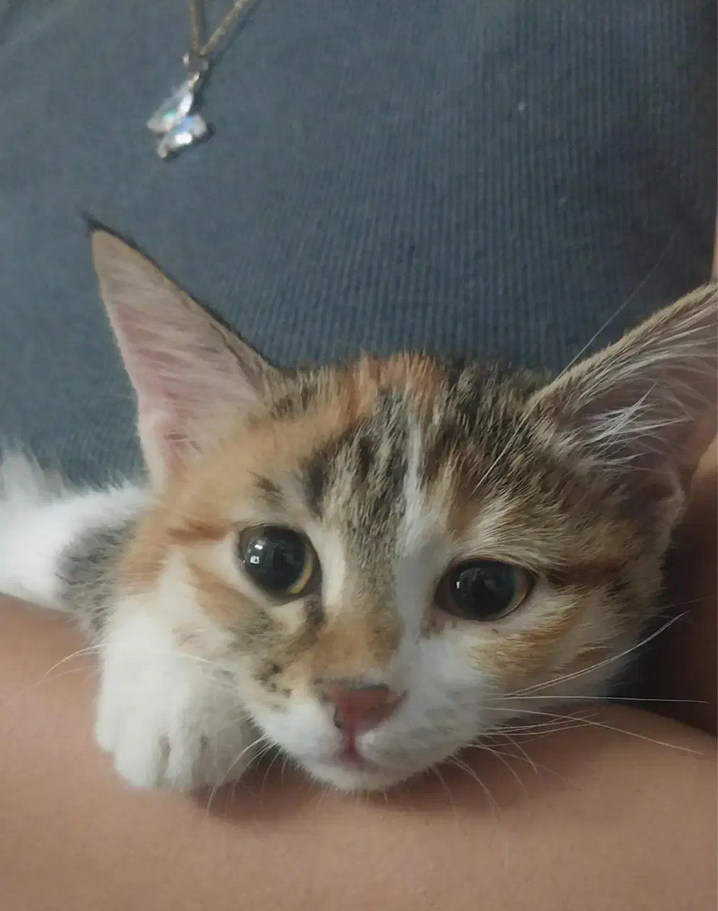 واگذاری بچه گربه|گربه|یزد, |دیوار