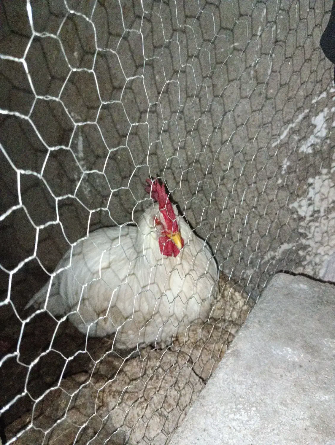 خروس|حیوانات مزرعه|فسا, |دیوار