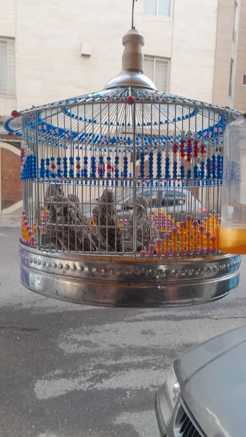 قناری.همه.. بخون|پرنده|آمل, |دیوار